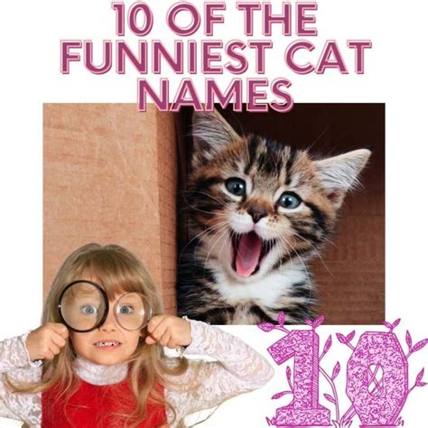 Funniest Cat Names Kitten Care Cat Names Funny Cat Names Photos
