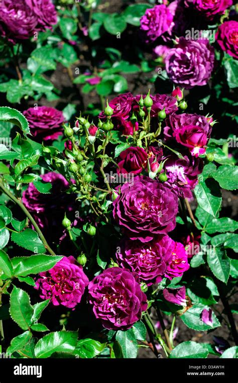 Rosa Ebb Tide Dusky Deep Purple Double Flowers Bloom Blossom Floribunda