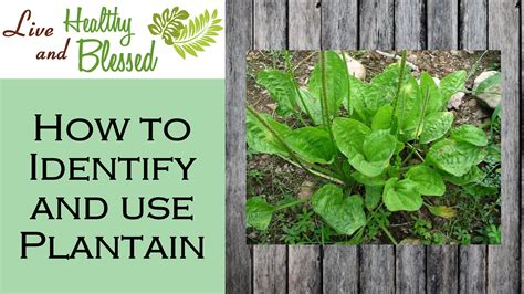 how-to-identify-and-use-fresh-plantain-plantains,-edible-plants,-herbs