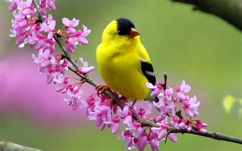 Image Cute Yellow Bird Wallpaper Whatever You Want