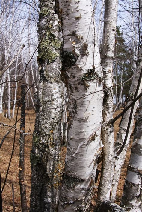 White Birch Paper Birch Trees Of Manitoba · Inaturalist