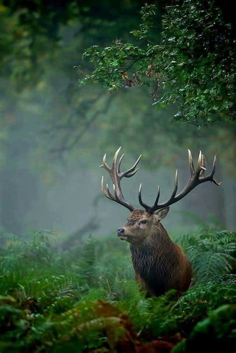 Beautiful Photography Awesome Majestic Animals Animals Wild