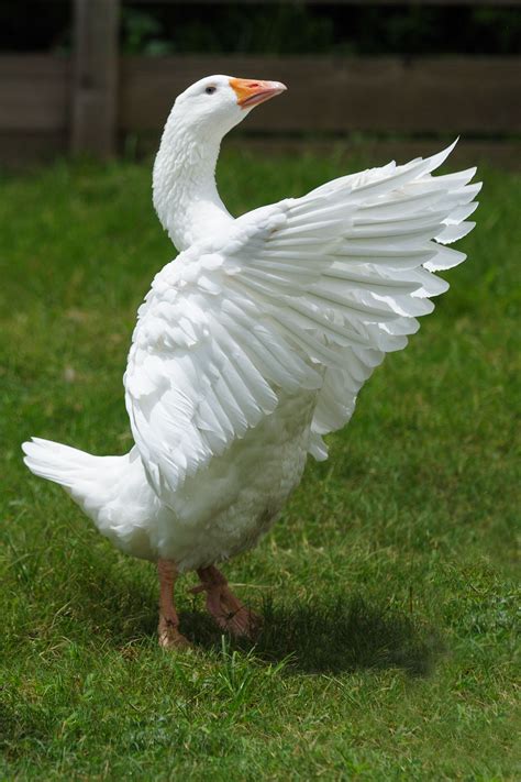 Embden Goose Geese Breeds Pet Birds Animals