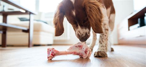 Raw Bones For Dogs Are They Safe Or Harmful Ravish Magazine