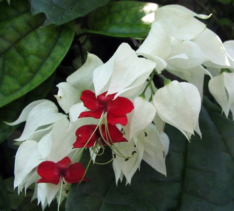 White And Red Bleeding Heart Vine Plant Clerodendrum Indoorsout 4