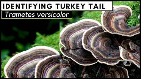 how to identify turkey tail mushroom trametes versicolor youtube