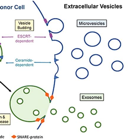 extracellular vesicle release and uptake within the donor cell cargo download scientific