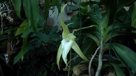 Angreacum Sesquipedale Darwin S Orchid Youtube