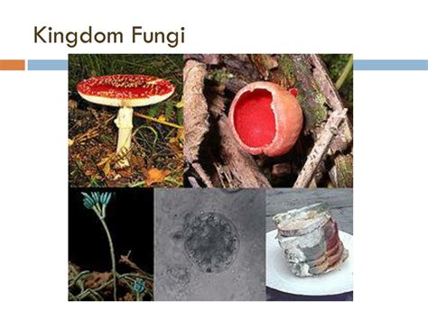 Ppt Kingdom Fungi Powerpoint Presentation Free Download Id2206867