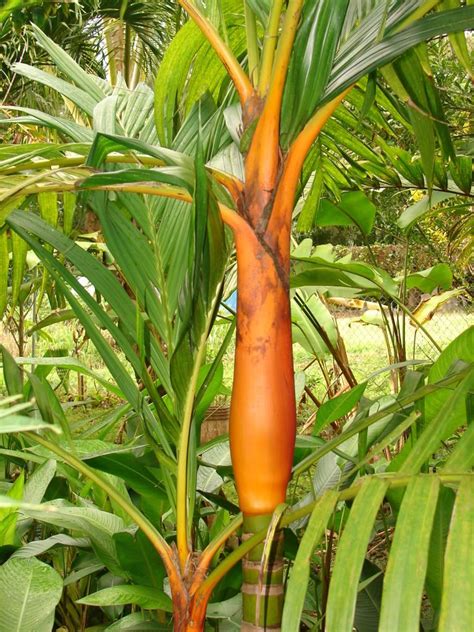 Polynesian Produce Stand Orange Collar Palm Tree Colorful