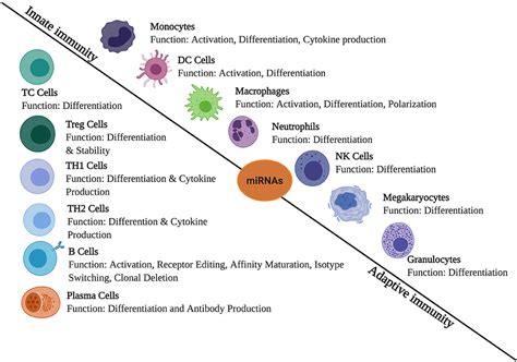 Frontiers Role Of Host And Pathogen Derived Micrornas In Immune