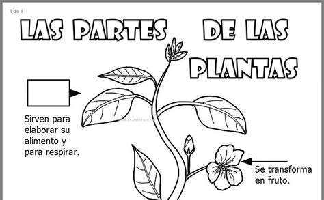 Ficha De Las Partes De Las Plantas Partes De La Planta Partes De La