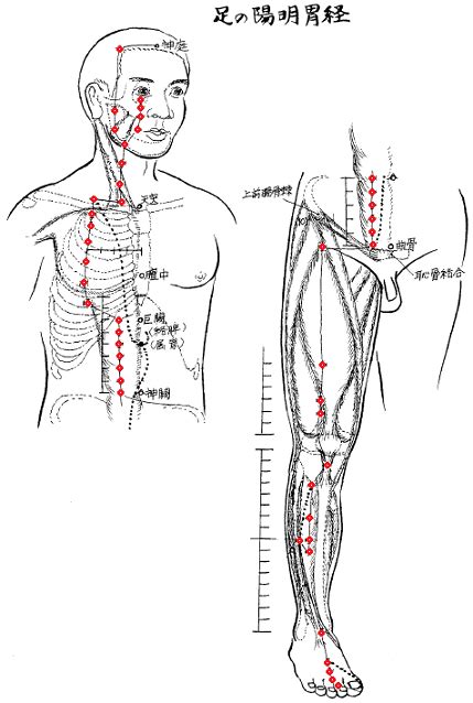 Stomach Meridians St And Acu Points