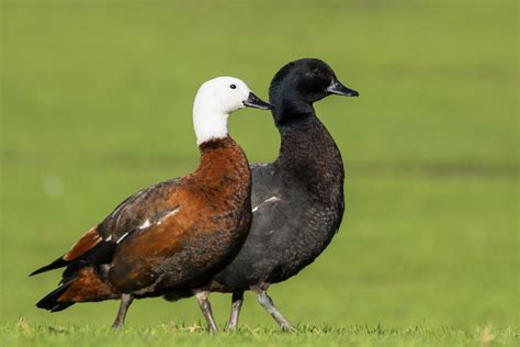 Paradise Shelduck New Zealand Birds Online