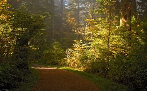 Nature Landscape Path Trees Mist Shrubs Park Sunlight Wallpapers