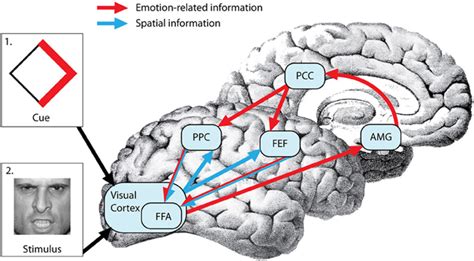 Emotion Attention And Perception In Anxiety Neuroscience Of Emotion Cognition