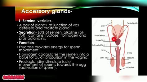 L 4accessory Glands Of Male Reproductive Systemhuman Reproduction Youtube