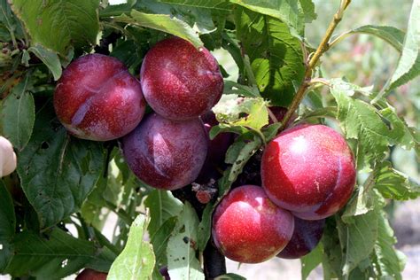 How To Grow Plum Tree Easily In Container Nature Bring Naturebring