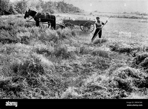 Peasant Farming Hi Res Stock Photography And Images Alamy