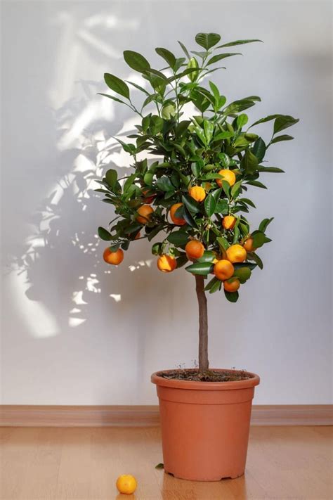 5 tasty fruit plants that can be grown indoors the practical planter