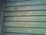 Pictures of Wood Siding Woodpecker Damage