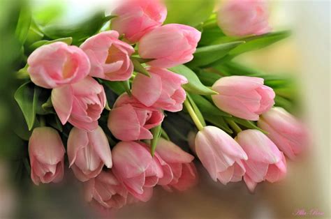 Download Pink Flower Flower Nature Tulip Hd Wallpaper