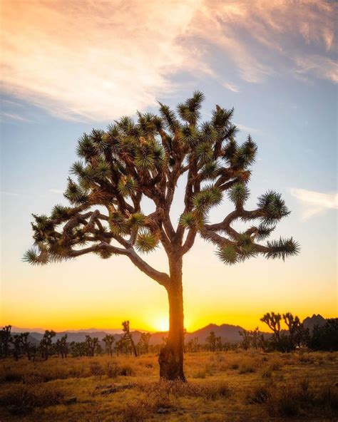 Joshua Tree National Park Contains Two Distinct Desert Ecosystems The