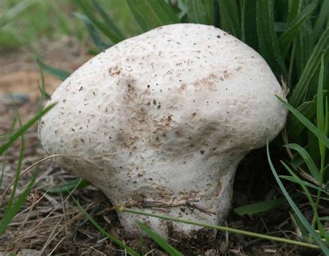 Fall Mushrooms Missouri Department Of Conservation