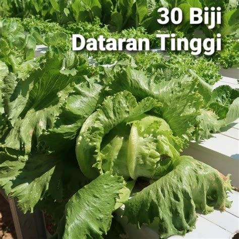 Jual Benih Selada Kepala Head Lettuce Eceran Shopee Indonesia