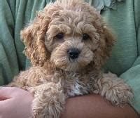 Cockapoos make the perfect family pet and ours are unsurpassed. Cockapoos, Breeders, Registry - American Cockapoo Club