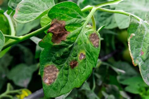 Diagnosing And Treating 3 Fungal Diseases Of Tomatoes