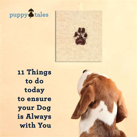 11 Things To Do Today To Ensure Your Dog Is Always With You