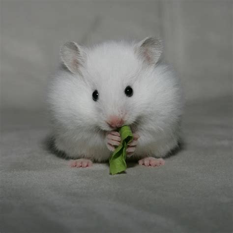 White Syrian Hamster Baby Cute Hamsters Animals Beautiful Hamster
