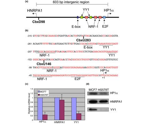 Hp1α Expression Is Down Regulated In The Invasive Cell Line Hs578t