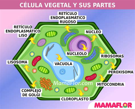 Maqueta De La CÉlula Vegetal Para Imprimir