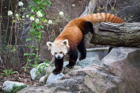 10 Zoos In Washington Dc Where One Can Play Watch And Discover The
