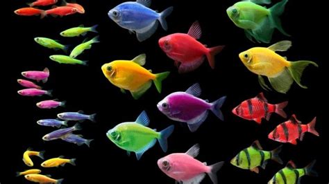 Are Glofish Sterile Everything You Need To Know