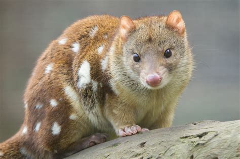Watch Australian Eastern Quolls Reintroduced To The Wild For The First