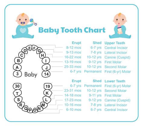 10 Best Tooth Chart Printable Full Sheet Pdf For Free At Printablee