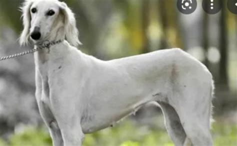 21 Native Indian Dog Breeds All Dogs Of India