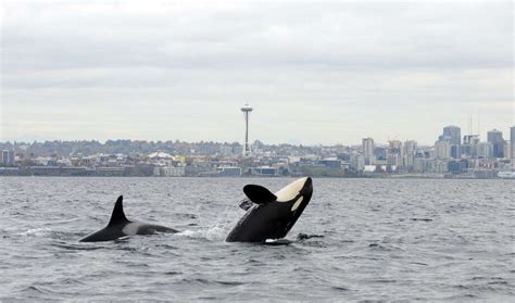 Photos Orcas Off Seattle