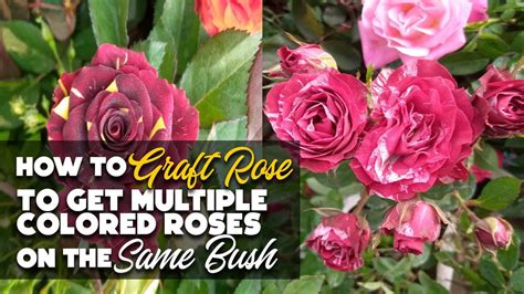 How To Graft Rose To Get Multiple Colored Roses On A Single Plant