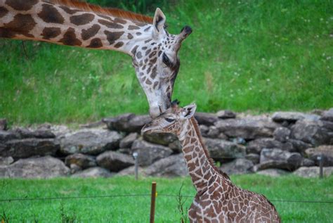 Watch The Giraffe Cam From The Greenville Zoo In South Carolina