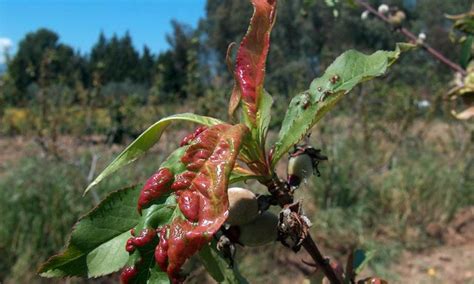 Leaf Curl Of Peaches Nectarines And Almonds Symptoms And Treatments