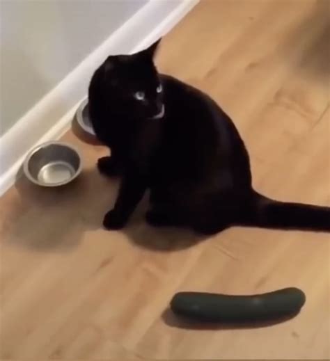 The Fascinating Reason Why Cats Are Scared Of Cucumbers