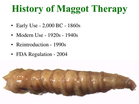 Maggot Therapy