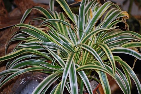 Different Types Of Spider Plants The Search