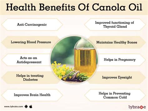 Benefits Of Canola Oil And Its Side Effects Lybrate