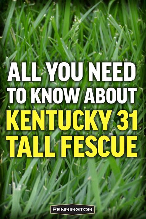 All You Need To Know About Kentucky 31 Tall Fescue Tall Fescue Grass