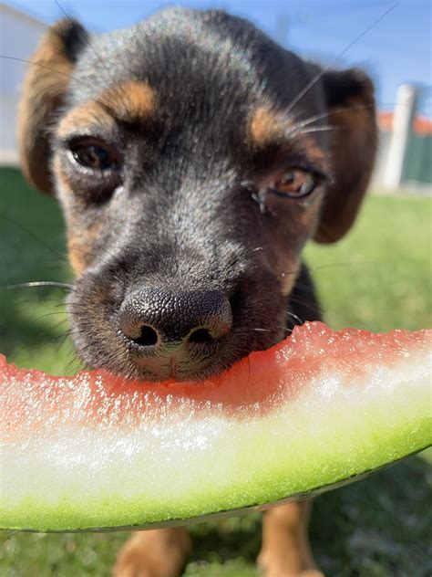 My Dog Ate Watermelon Rind